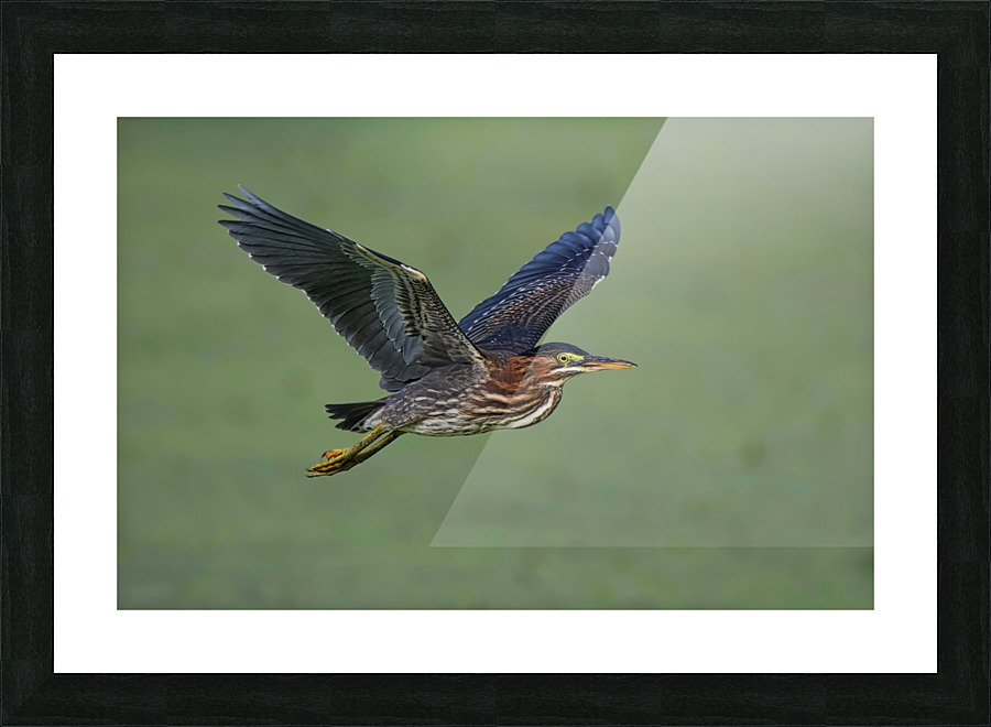 Green Flight Picture Frame print