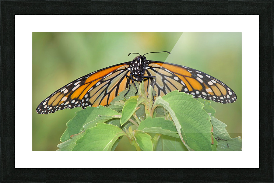 Monarch Picture Frame print
