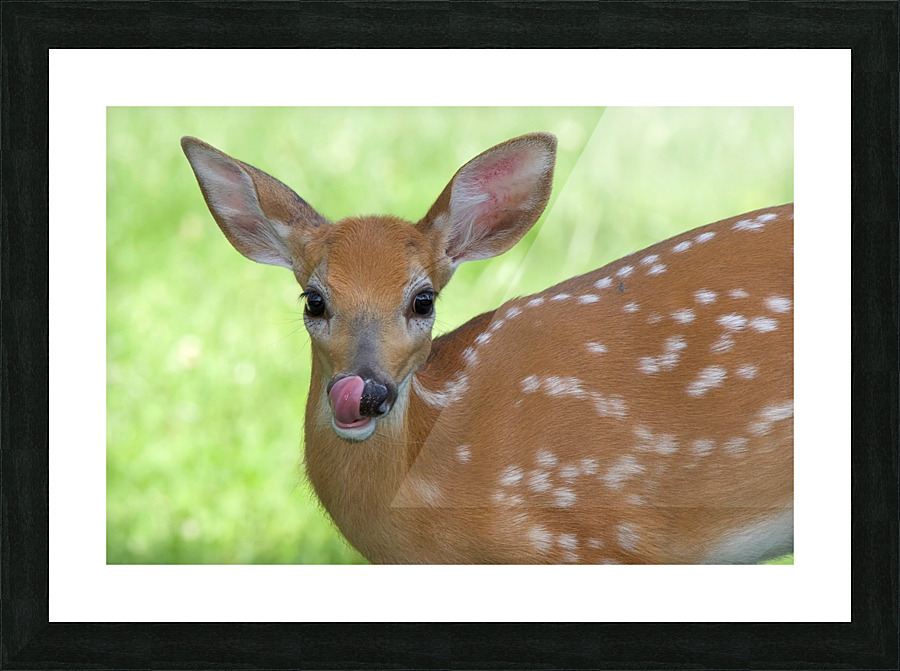 Bambi Picture Frame print