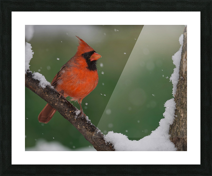Northern cardinal  Picture Frame print