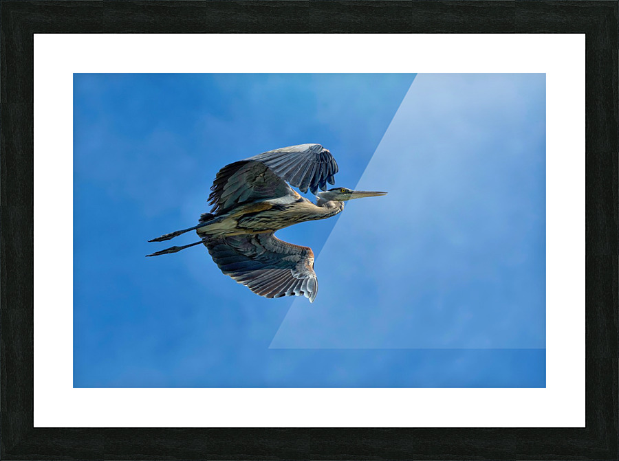 Heron in flight Picture Frame print
