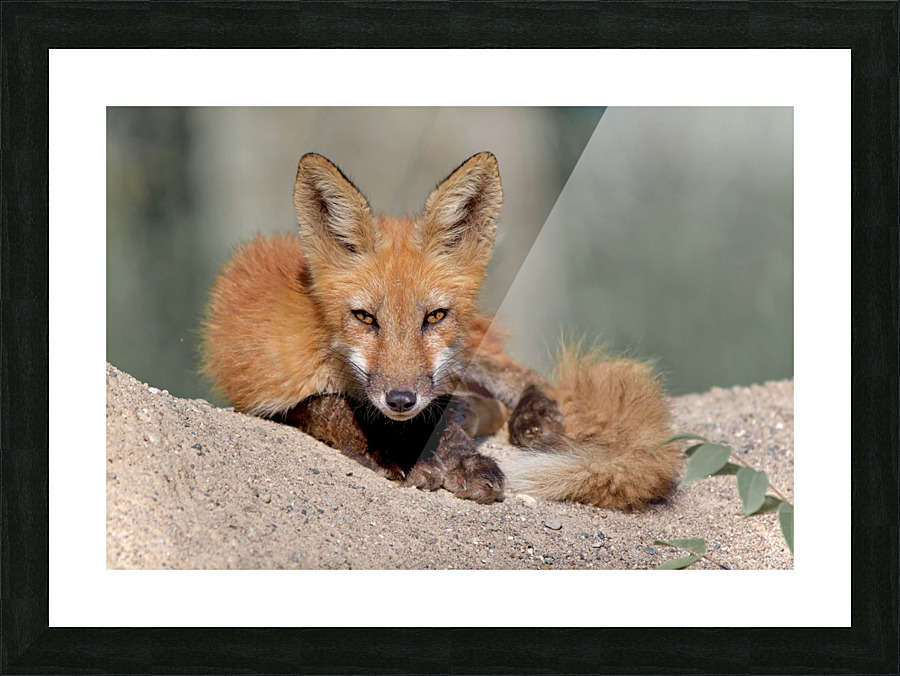 Red Fox Picture Frame print