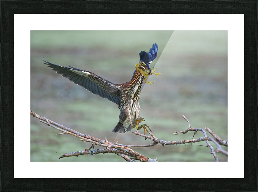 Flying Frog  Picture Frame print