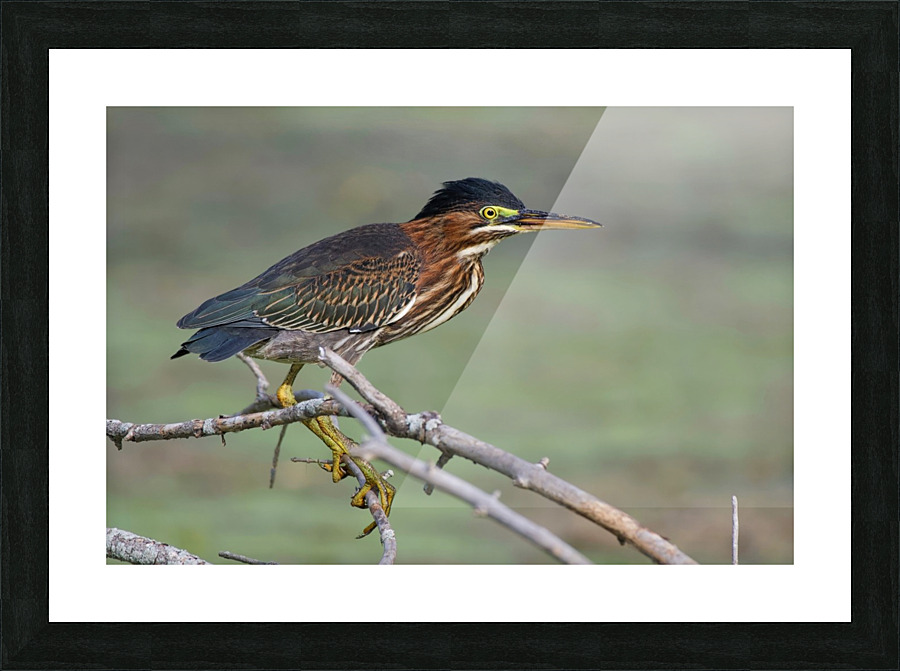 Green Heron  Picture Frame print