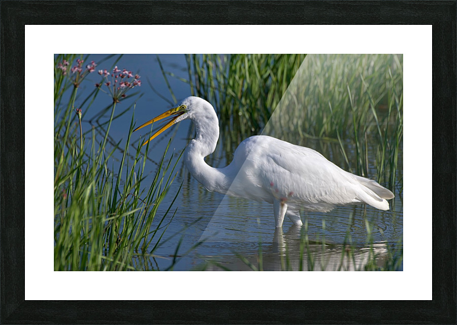 Great Egret  Picture Frame print