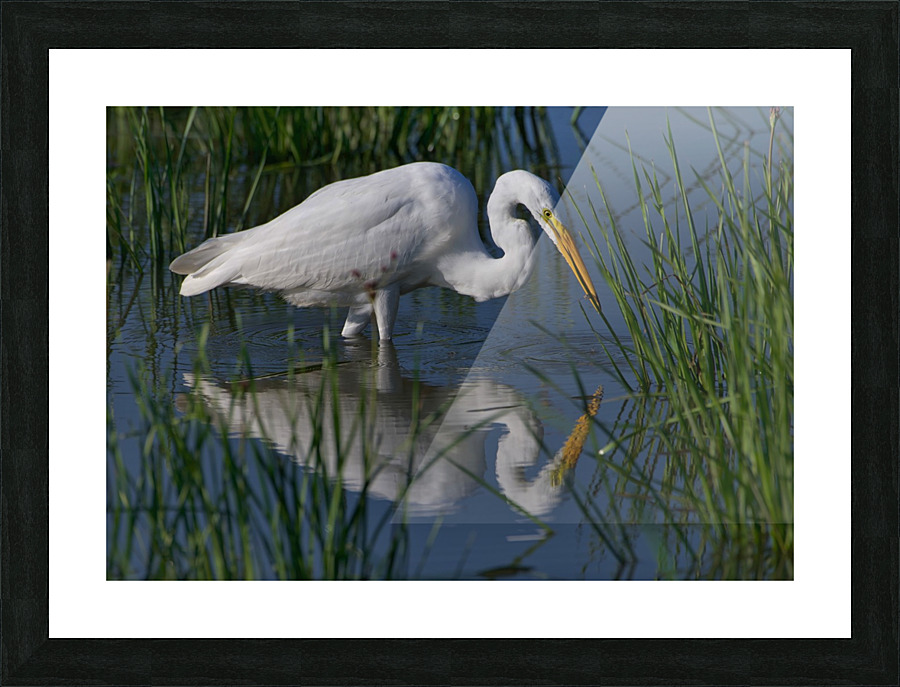 Egret Reflecting  Picture Frame print