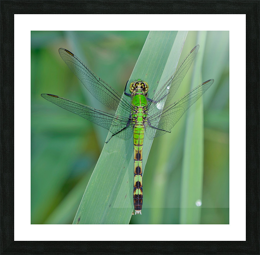 Green on Green  Picture Frame print