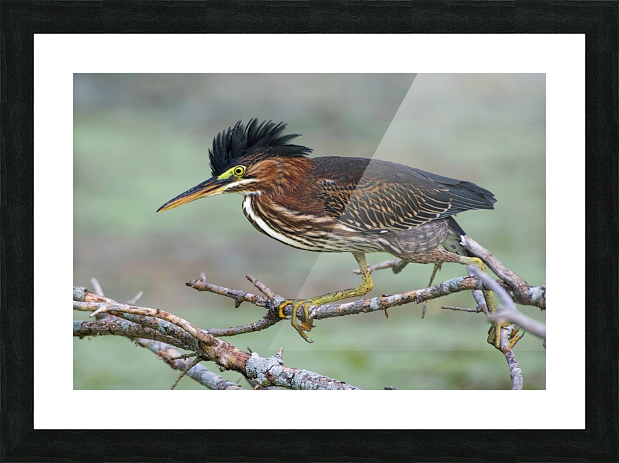 Green Heron Picture Frame print