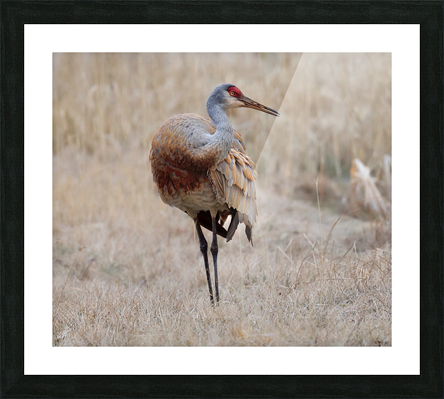 Crane Balance Picture Frame print