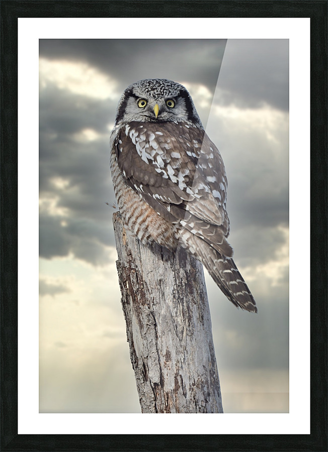 Hawk Owl Storm Picture Frame print
