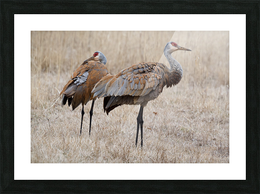 Sandhill Cranes 1 Picture Frame print