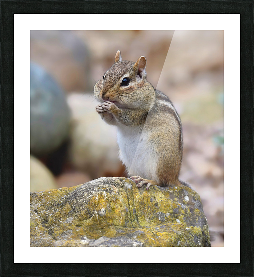 Eastern Chipmunk  Picture Frame print