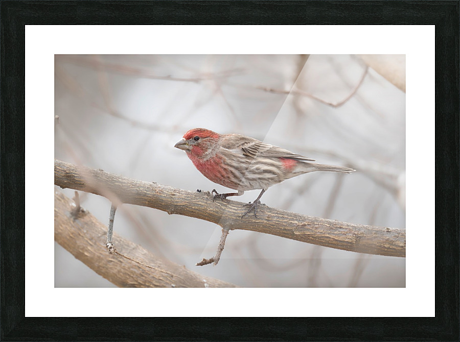 Finch  Picture Frame print