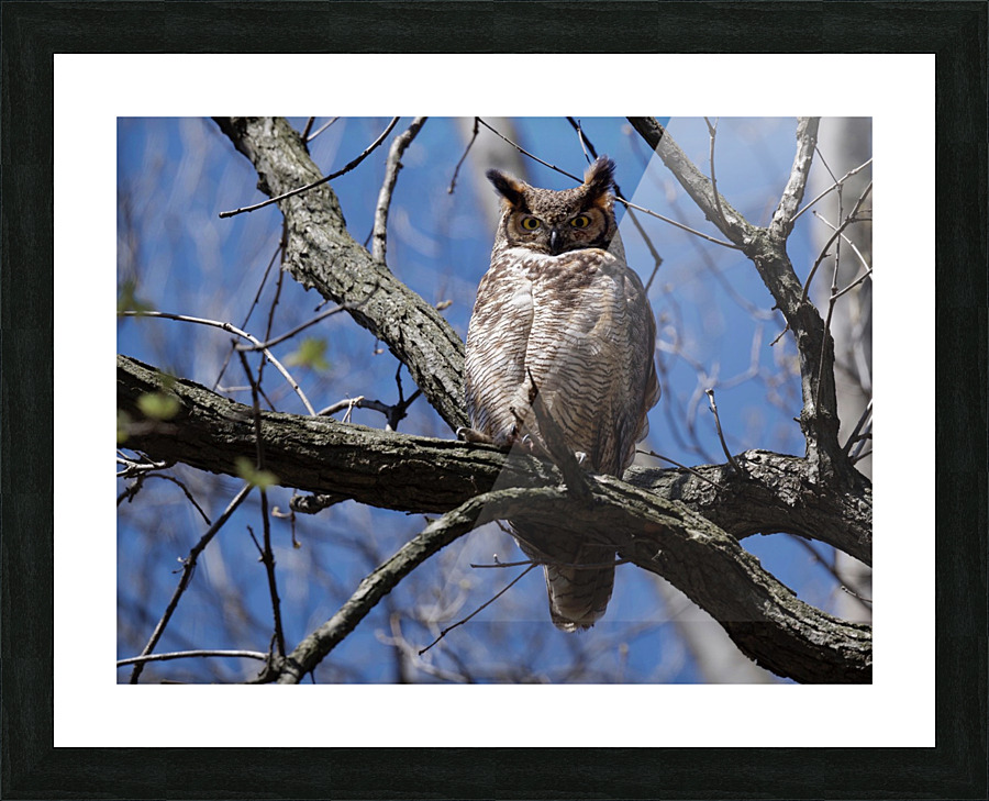 The Sentinel  Picture Frame print