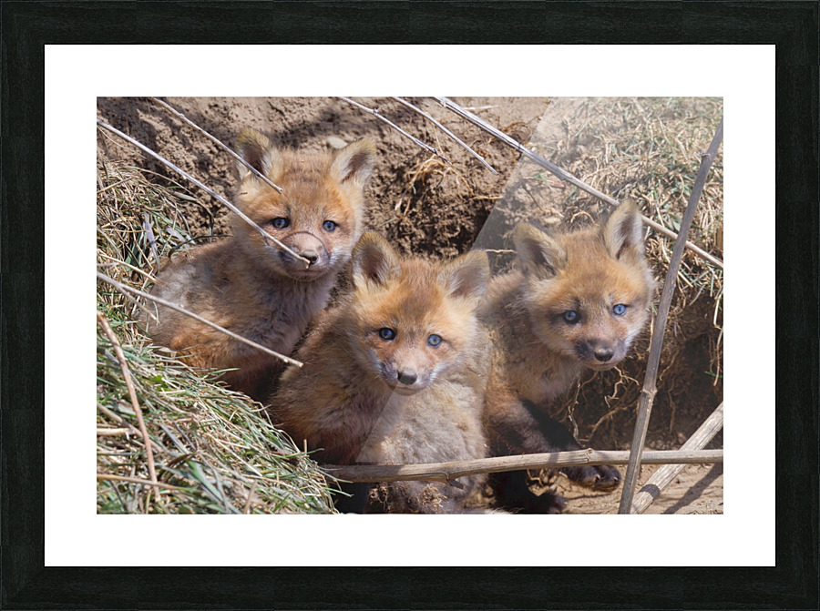 Threes a crowd  Picture Frame print