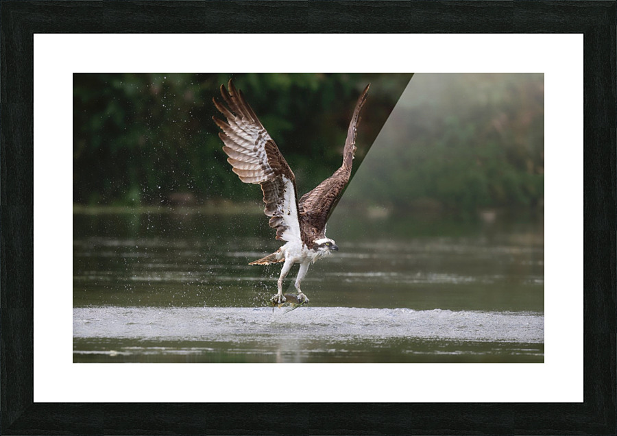 Osprey with fish Picture Frame print