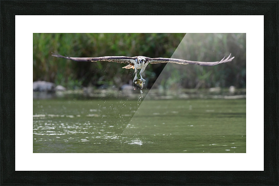 Osprey flight  Picture Frame print