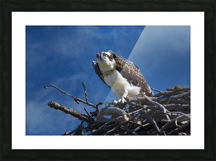 Osprey at Nest  Picture Frame print
