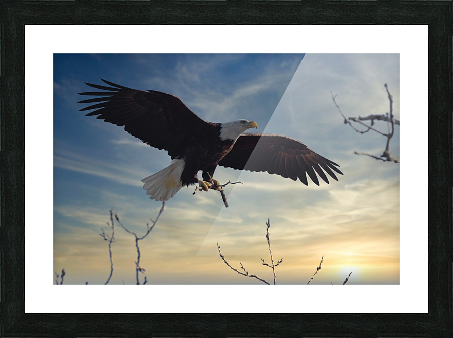 Eagle Sunset Picture Frame print