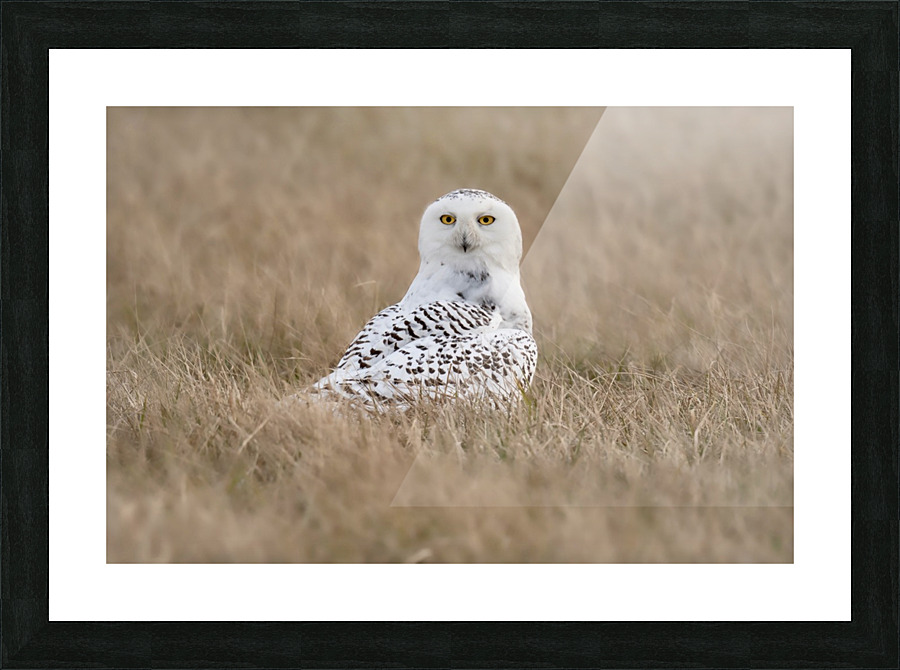 Snowy Stare  Picture Frame print