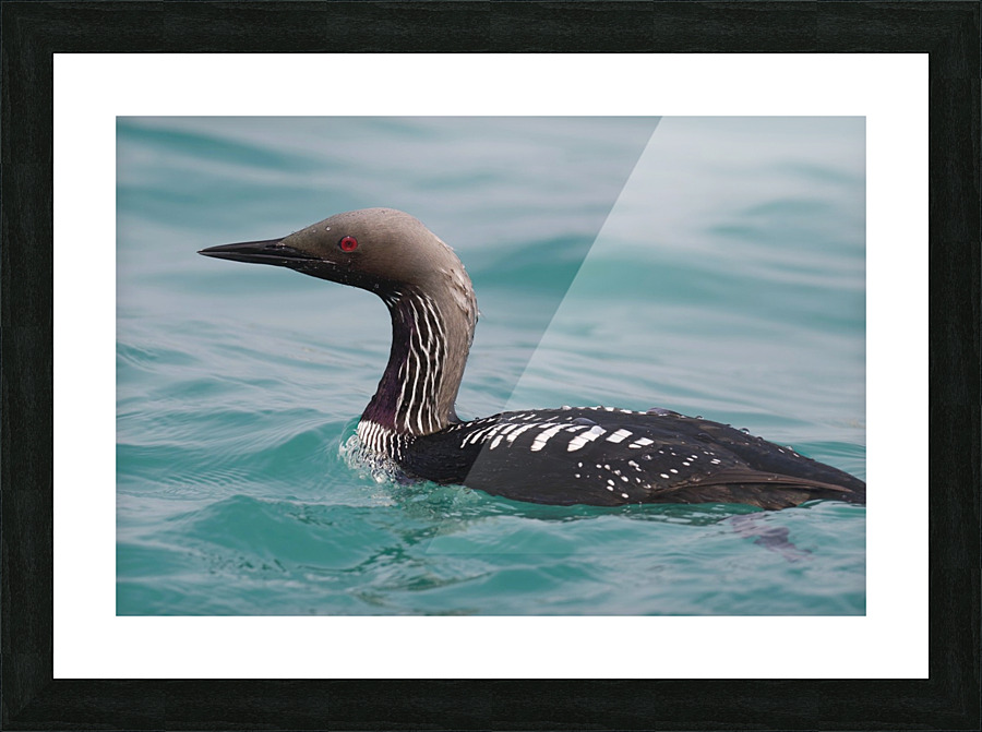 Pacific Loon 2  Picture Frame print