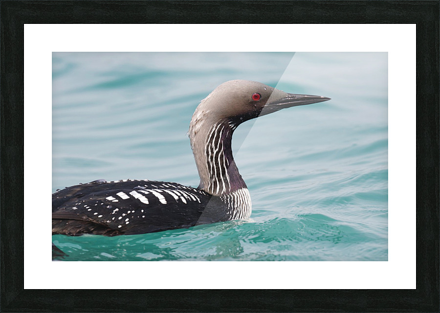Pacific Loon 1 Picture Frame print