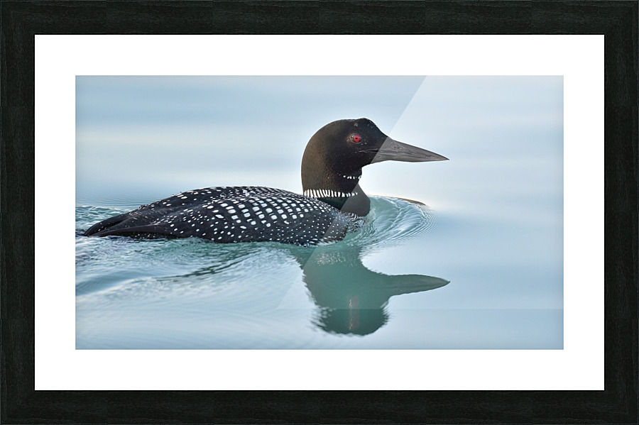 Common Loon 2 Picture Frame print