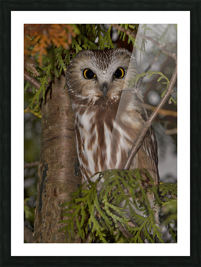 saw-whet Picture Frame print