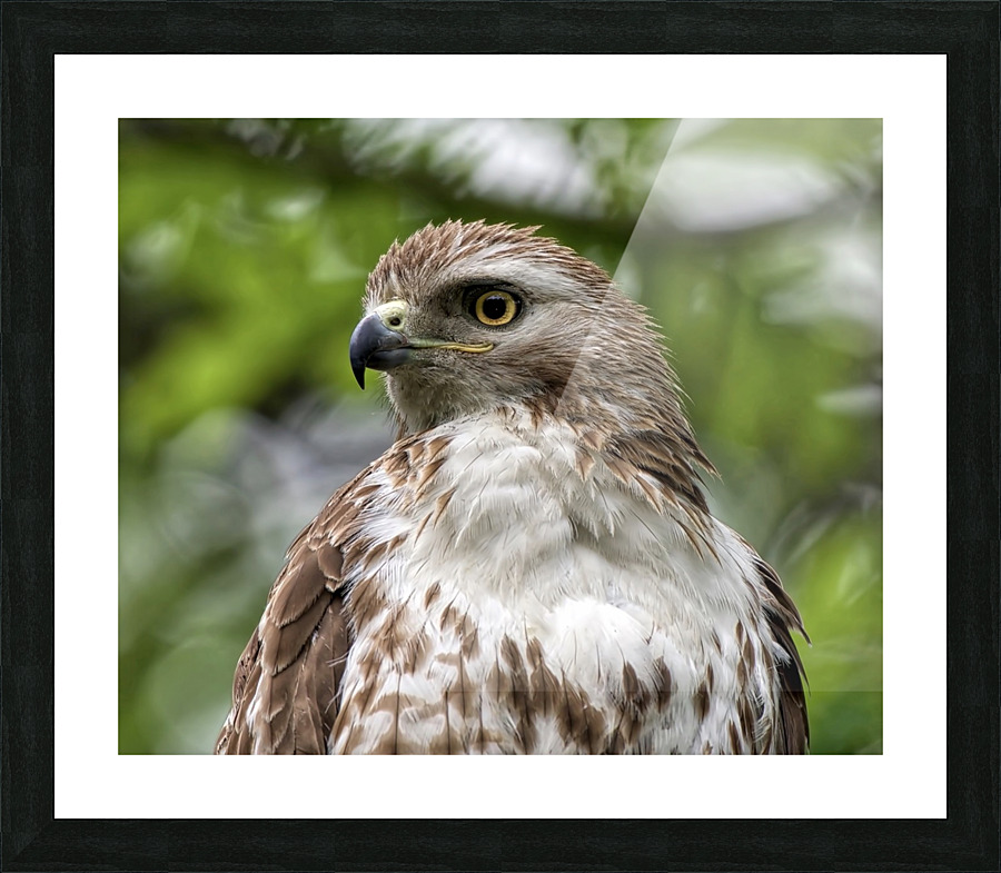 Red Tail  Picture Frame print