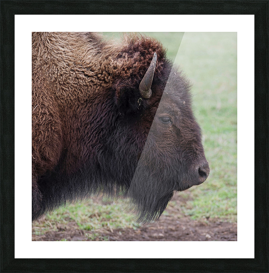 Bison profile Picture Frame print