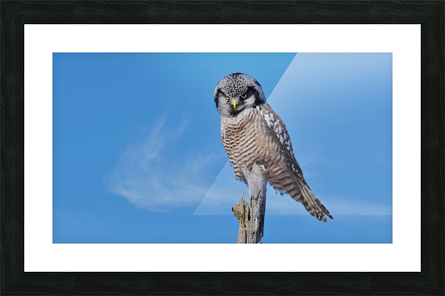 Hawk Owl Picture Frame print