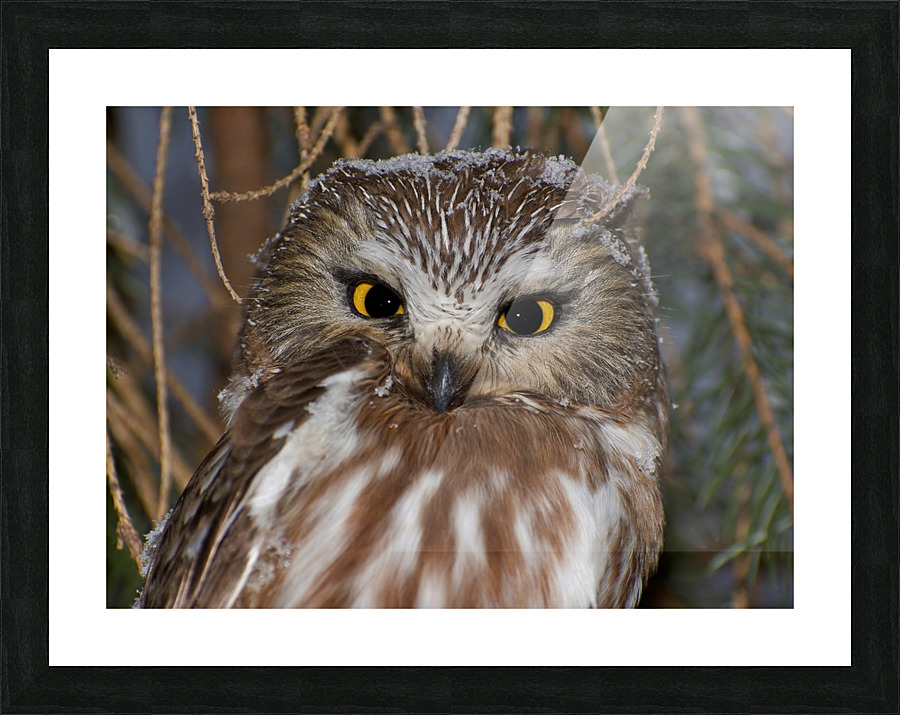 Saw-whet portrait Picture Frame print