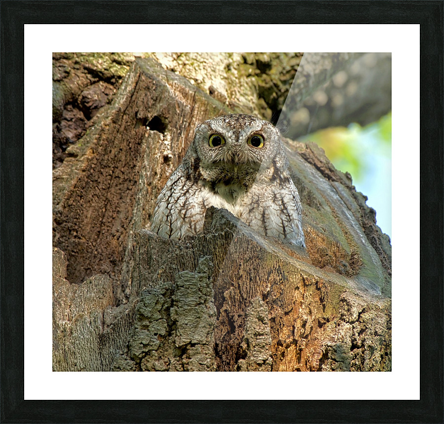 Screech Owl Picture Frame print