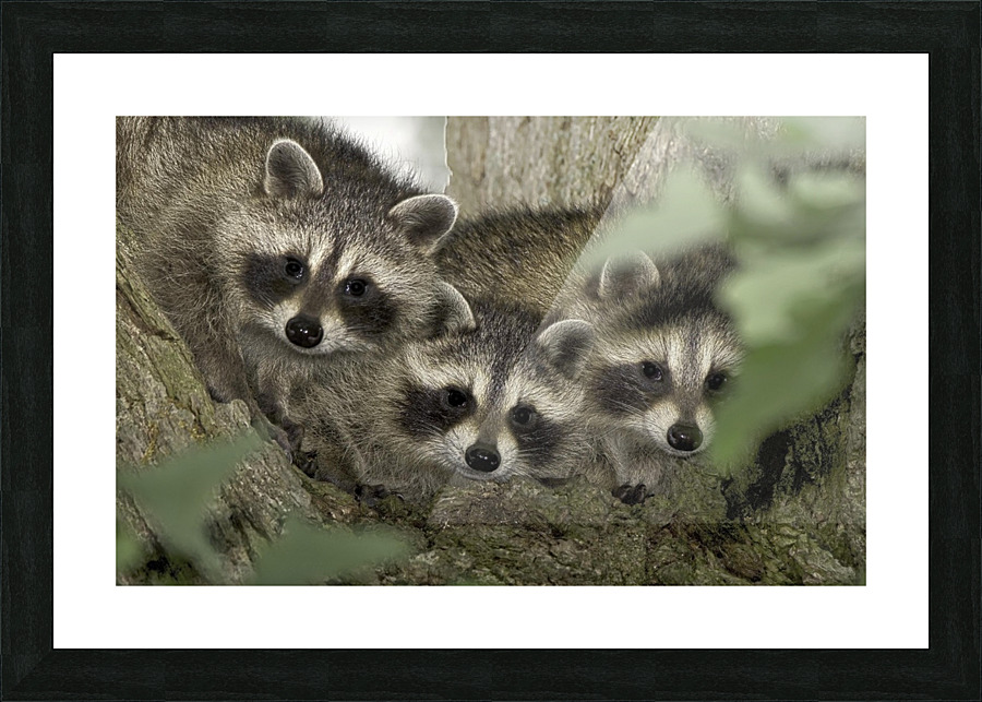 Three Amigos Picture Frame print