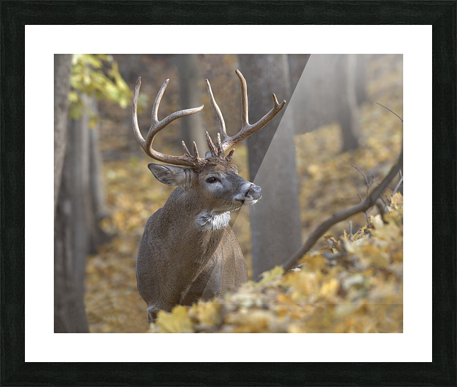 The King 2 Picture Frame print