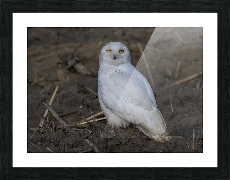 Snowy Owl Picture Frame print