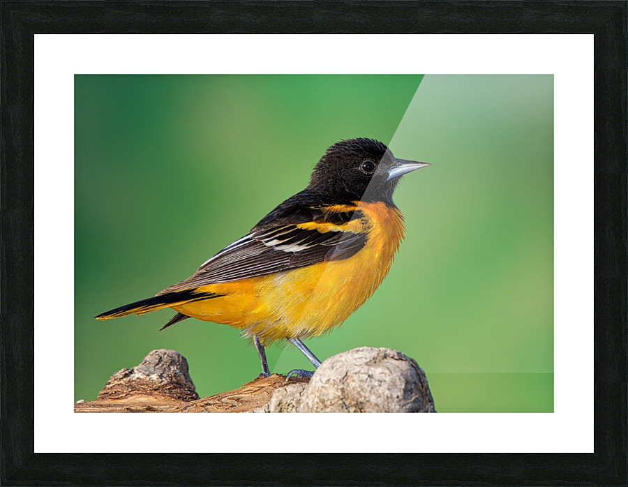 Baltimore Oriole portrait Picture Frame print
