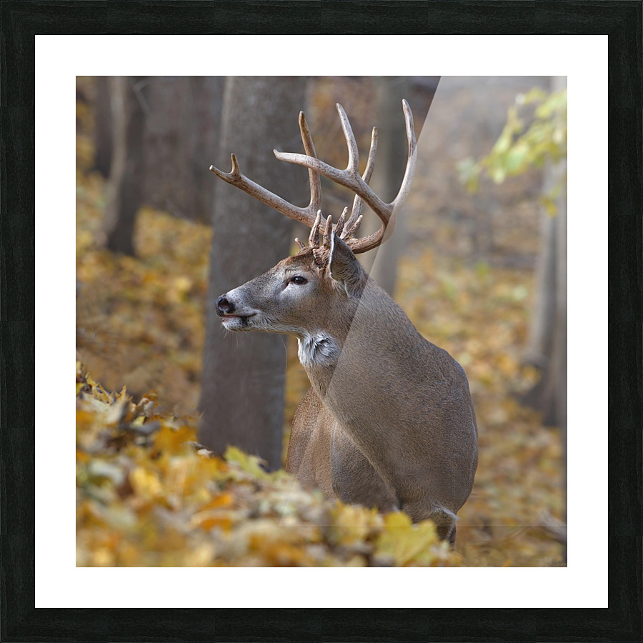 The King 1 Picture Frame print