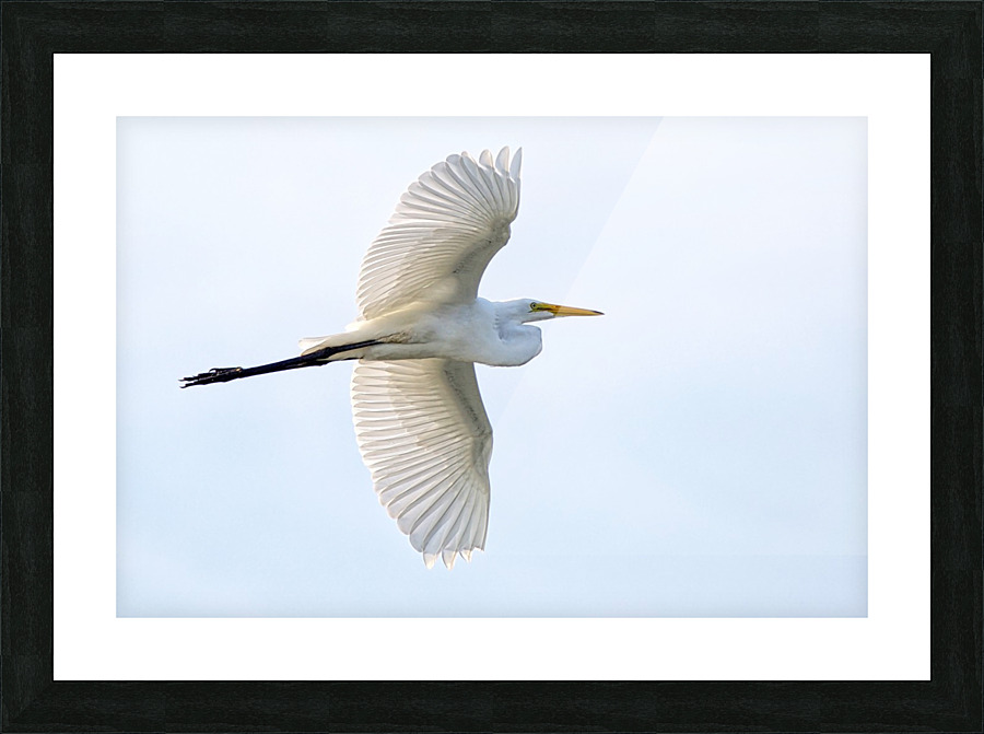Great Egret Picture Frame print