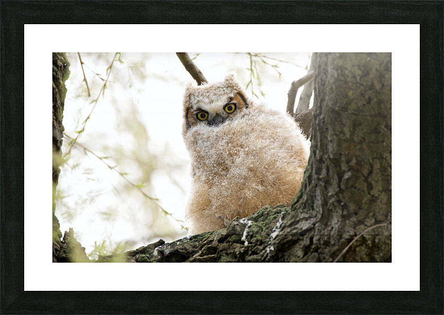 Fluffy Picture Frame print