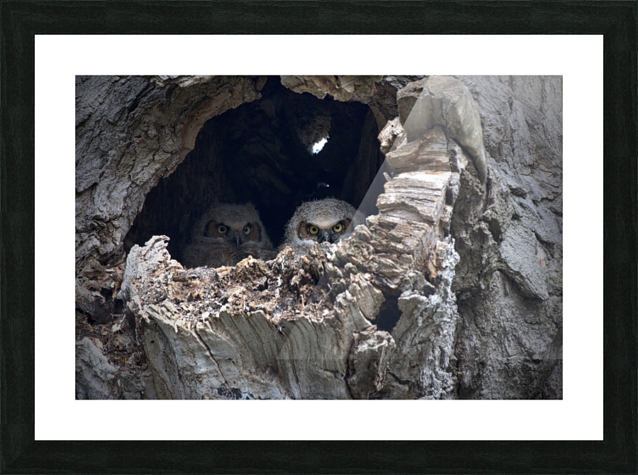Owl Fortress Picture Frame print