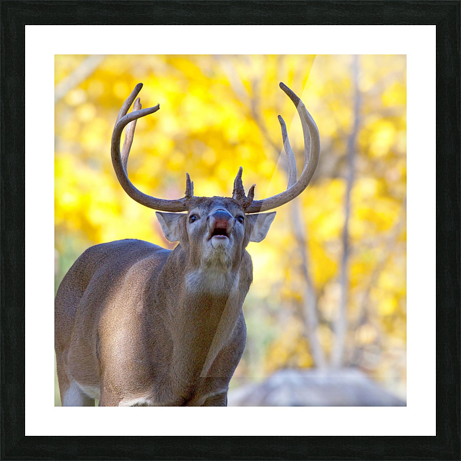 Buck in Fall Picture Frame print