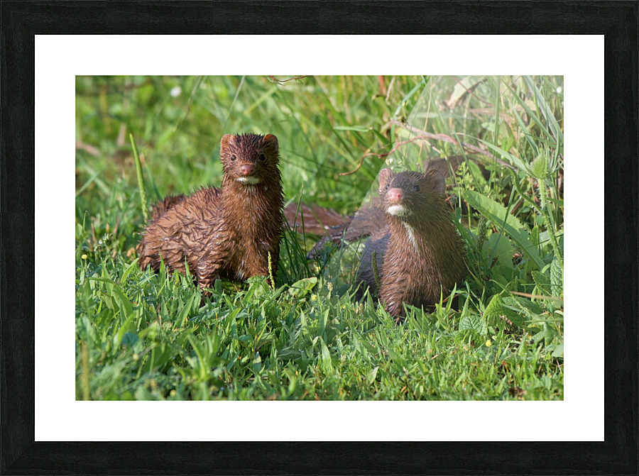 American Minks Picture Frame print