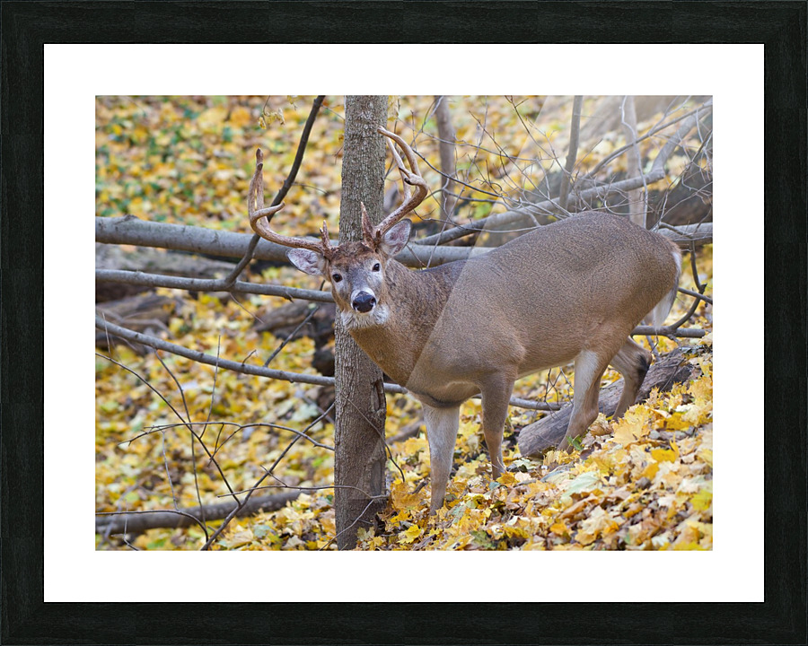 Buck in Rut Picture Frame print