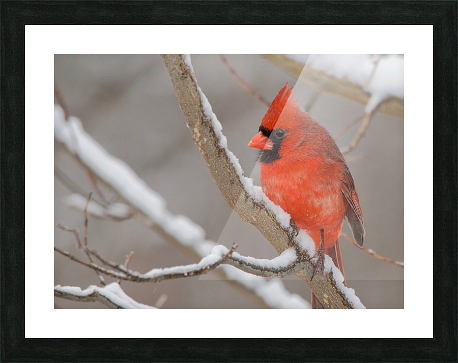 Cardinal in Snow Picture Frame print