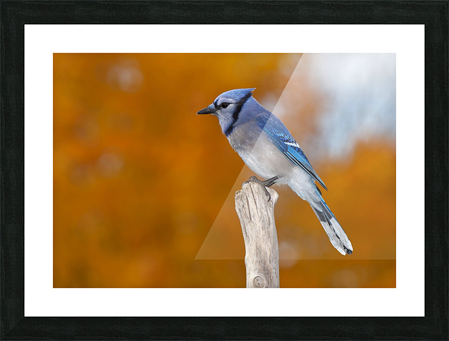 Blue on Orange Picture Frame print
