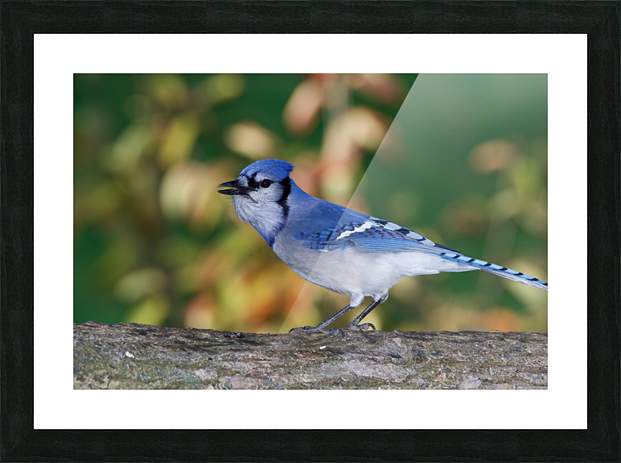 Blue Jay Picture Frame print
