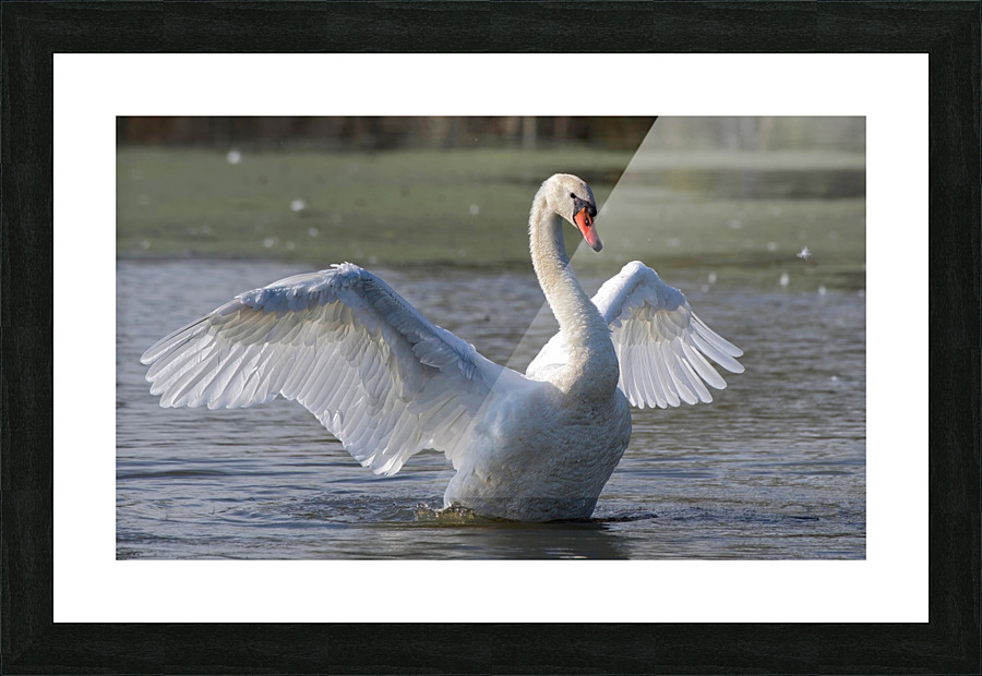 Swan Song Picture Frame print