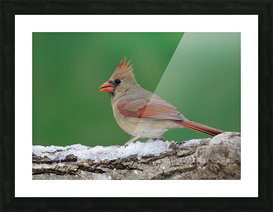 Northern Cardinal Picture Frame print