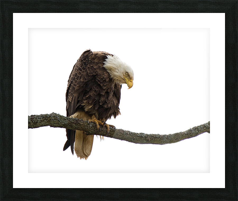 Bald Eagle Picture Frame print